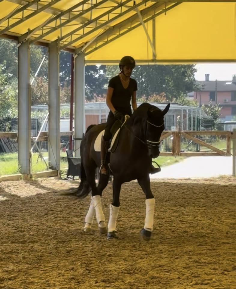 Caballo castrado KWPN Caballo de Deporte Neerland&eacute;s En venta 2020 Bayo moreno por Ebony