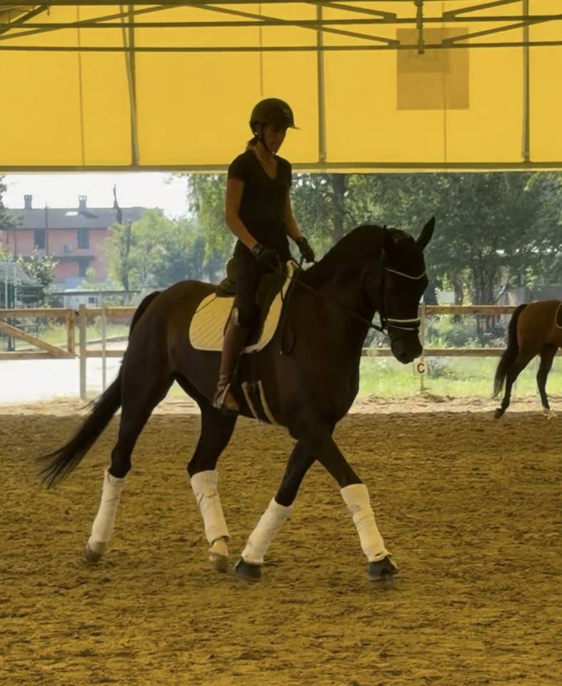 Caballo castrado KWPN Caballo de Deporte Neerland&eacute;s En venta 2020 Bayo moreno por Ebony