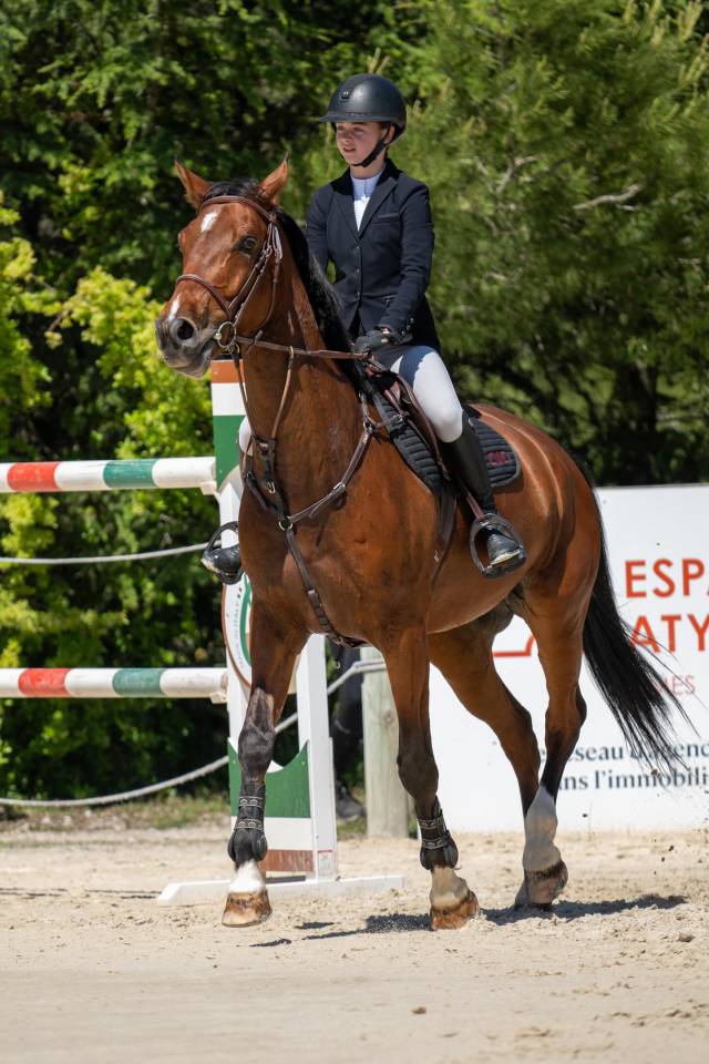 Caballo castrado Silla Franc&eacute;s En venta 2015 Bayo por Peau Rouge Pichatier