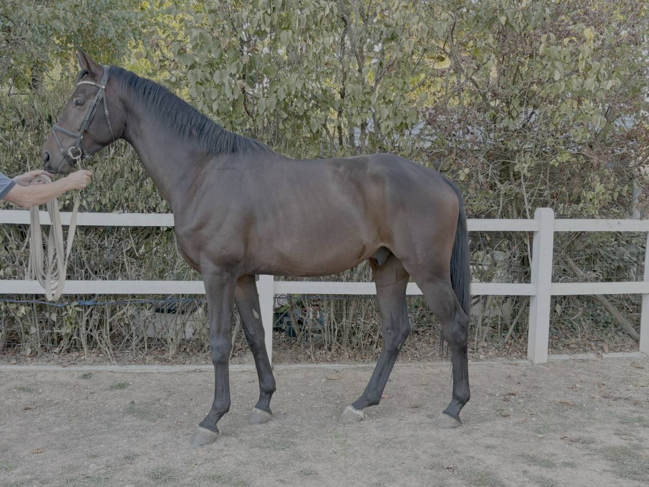 Caballo castrado Westfaliano En venta 2022 Bayo por Franziskus FRH