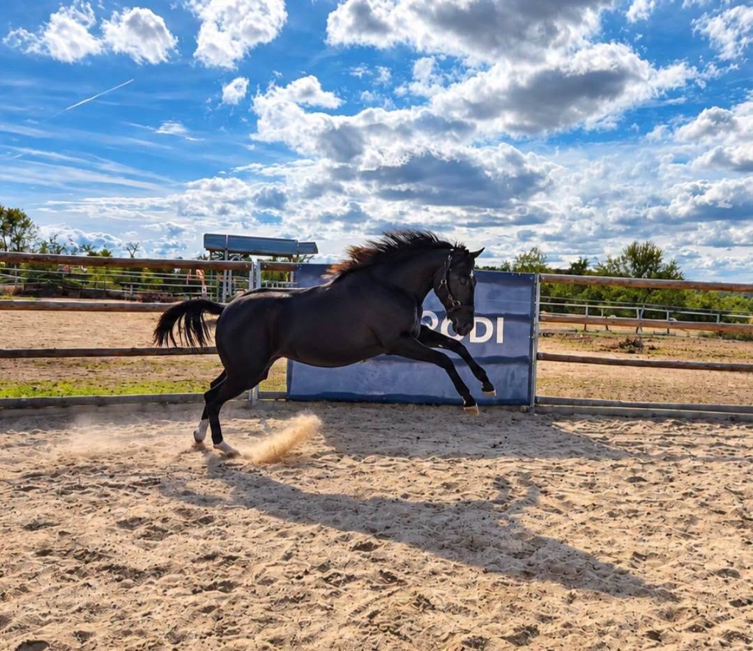 Potranca Paint Horse En venta 2025 Negro