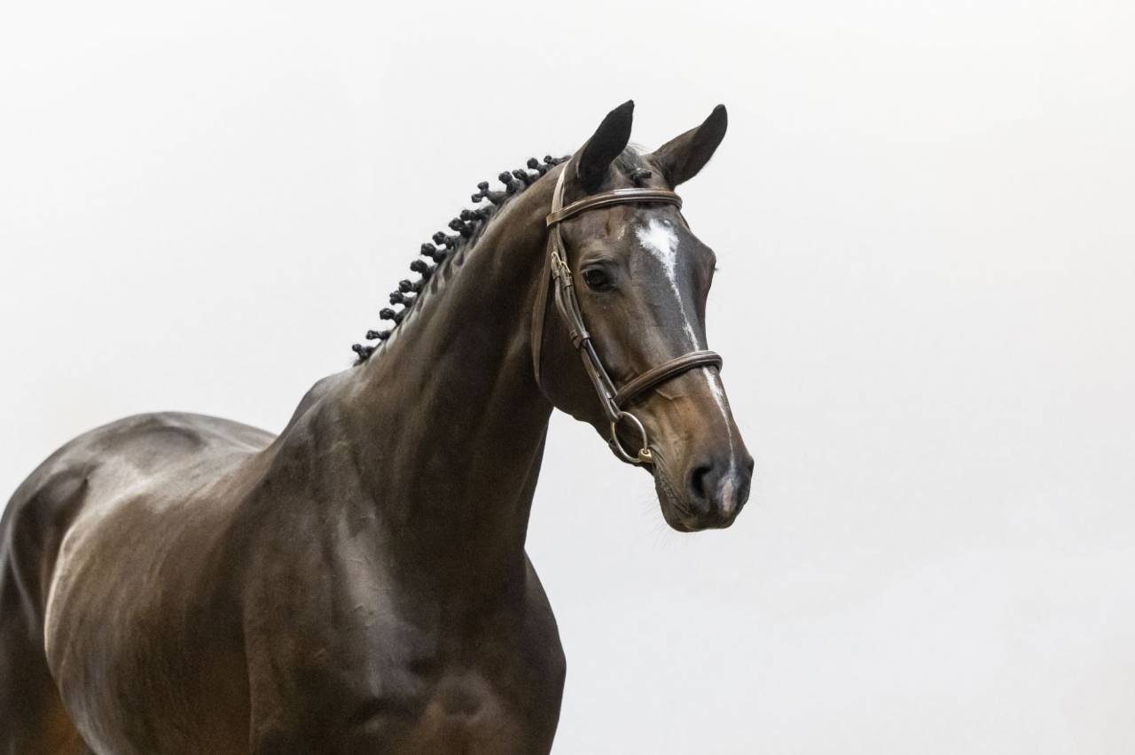 Yegua Silla Franc&eacute;s En venta 2018 Bayo por Tornesch