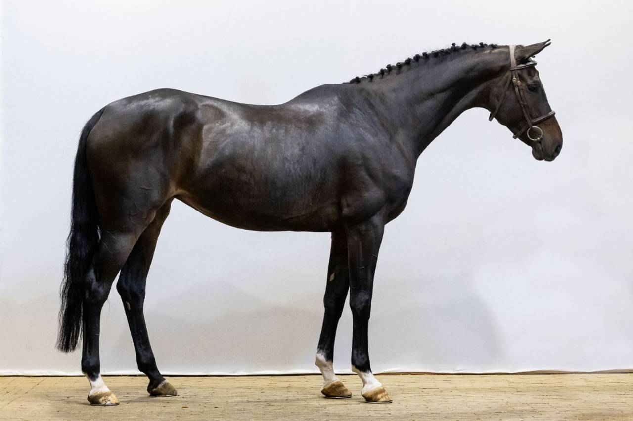 Yegua Silla Franc&eacute;s En venta 2018 Bayo por Tornesch