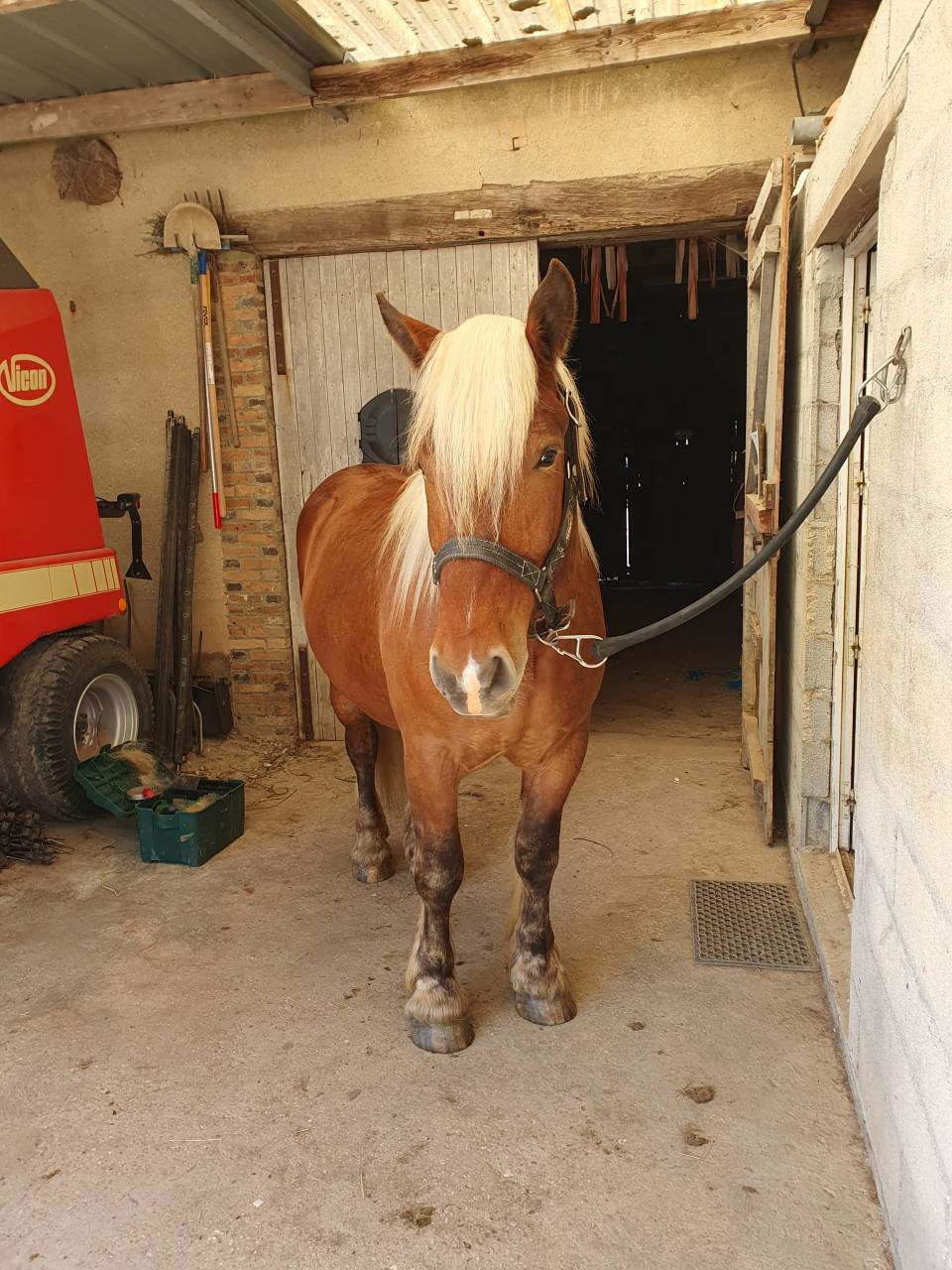 Caballo castrado Tiro Comtois En venta 2023 Alaz&aacute;n