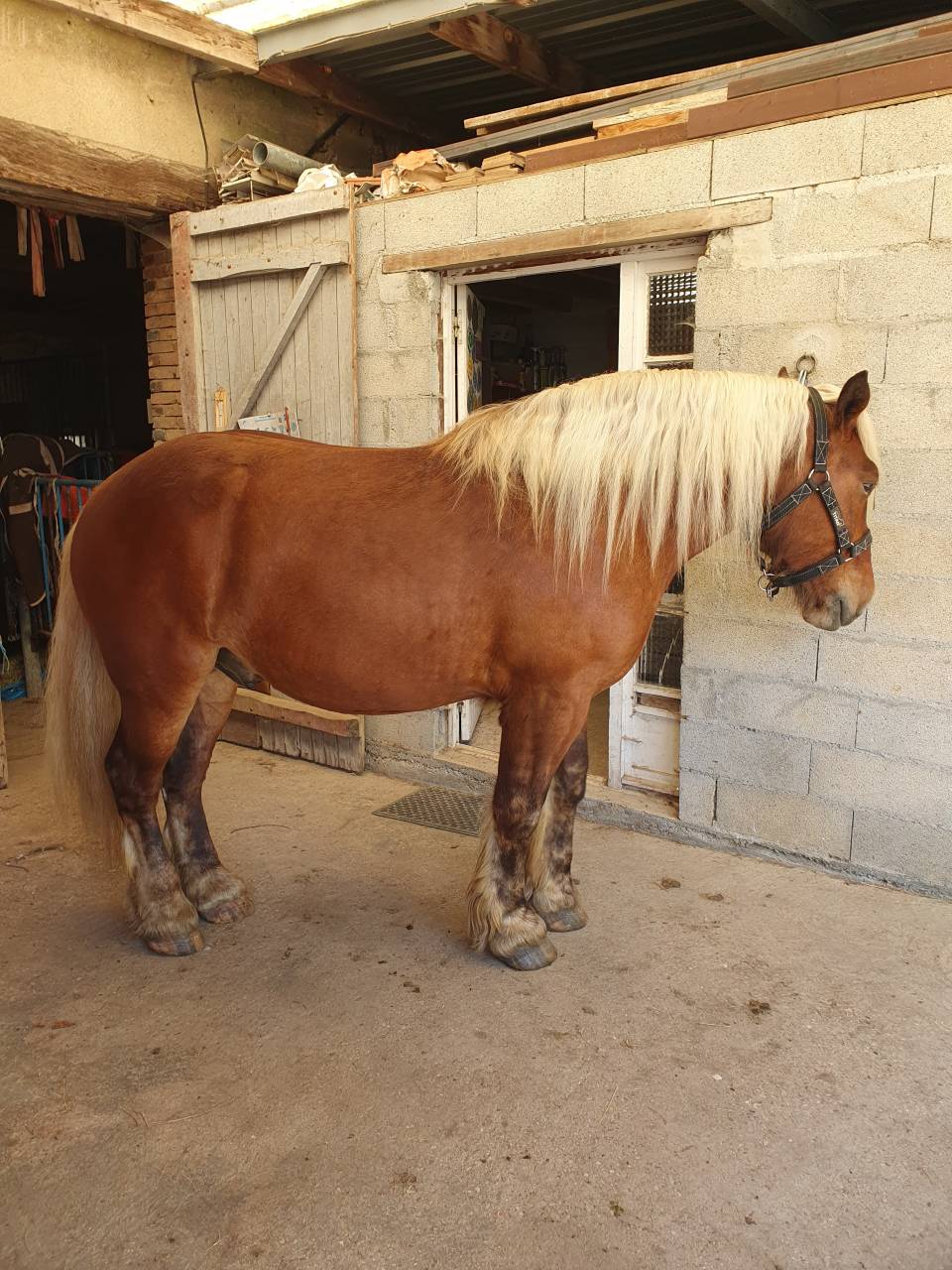Caballo castrado Tiro Comtois En venta 2023 Alaz&aacute;n