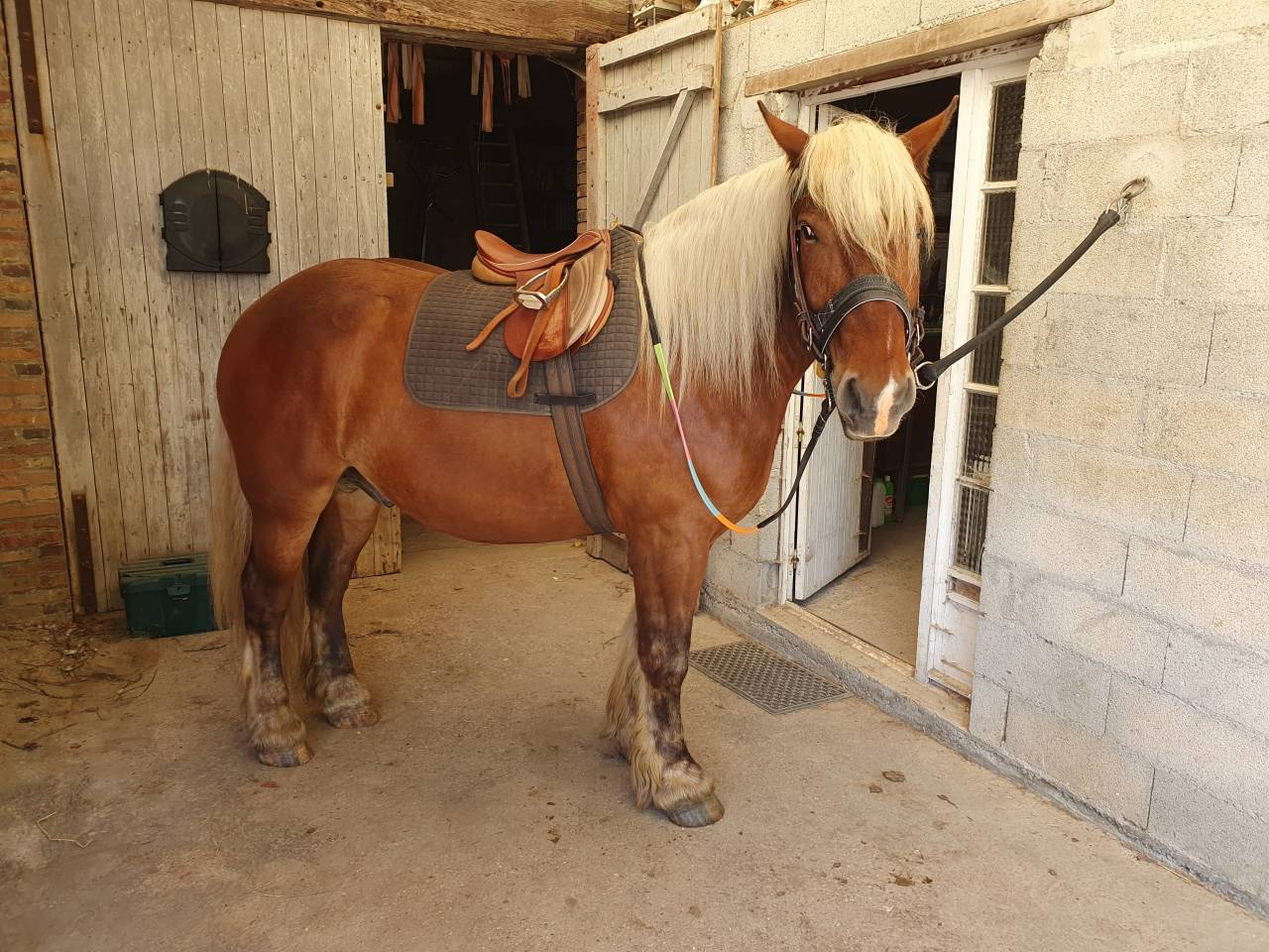 Caballo castrado Tiro Comtois En venta 2023 Alaz&aacute;n