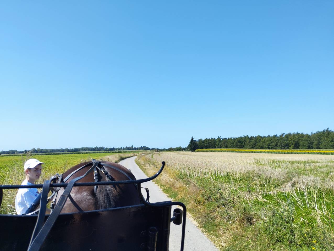 Coche enganches - Calesa  Buggy de docteur 
