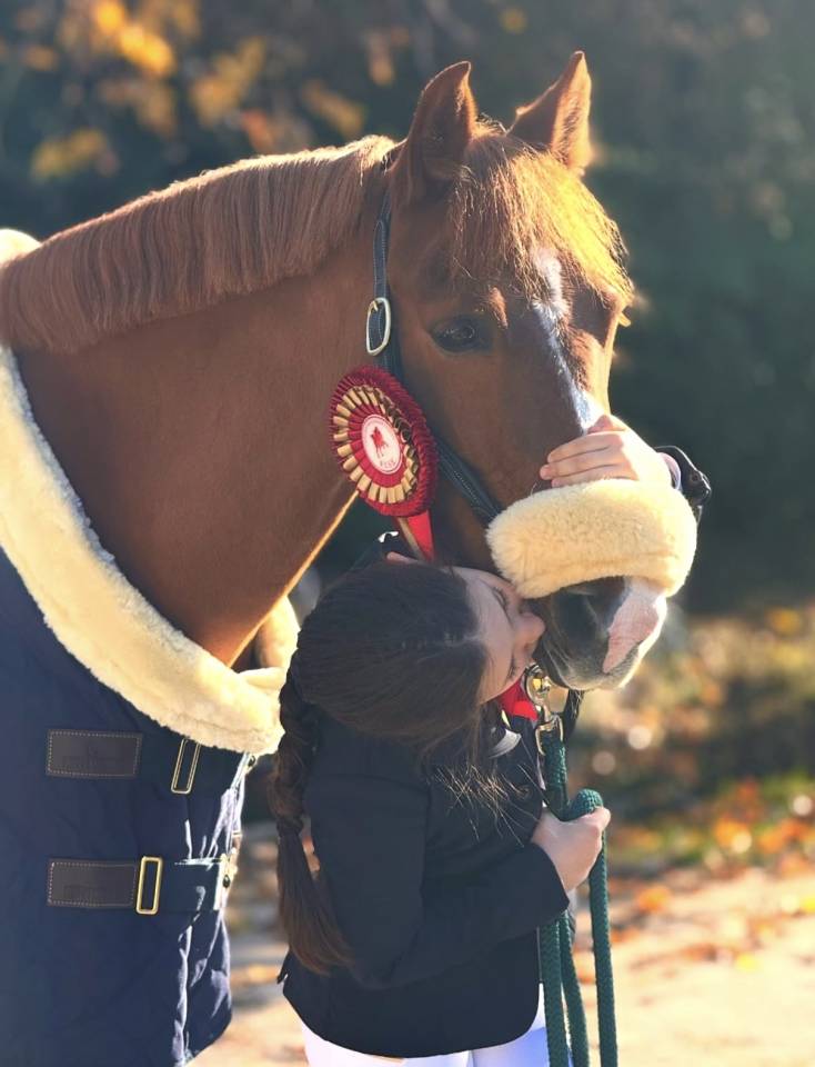 Caballo castrado British Spotted Pony En venta 2015 Alaz&aacute;n