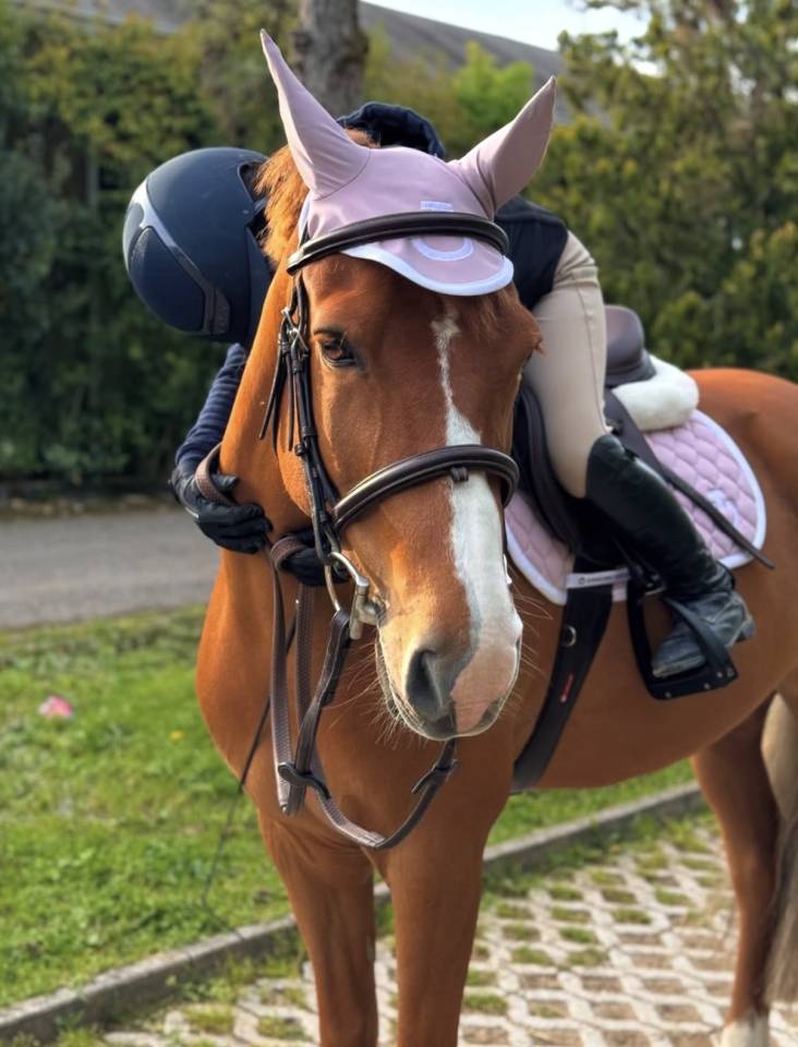 Caballo castrado British Spotted Pony En venta 2015 Alaz&aacute;n