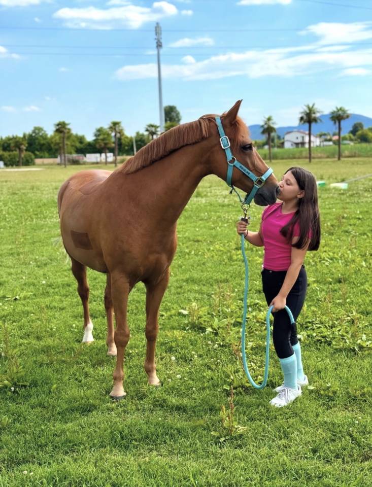 Caballo castrado British Spotted Pony En venta 2015 Alaz&aacute;n