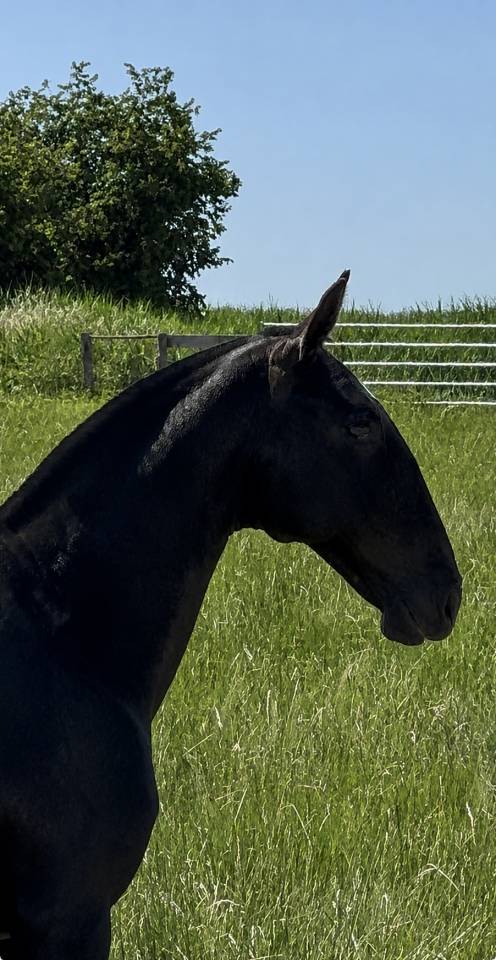 Potranca Lusitano En venta 2025 Tordo por Pel&eacute; MBR