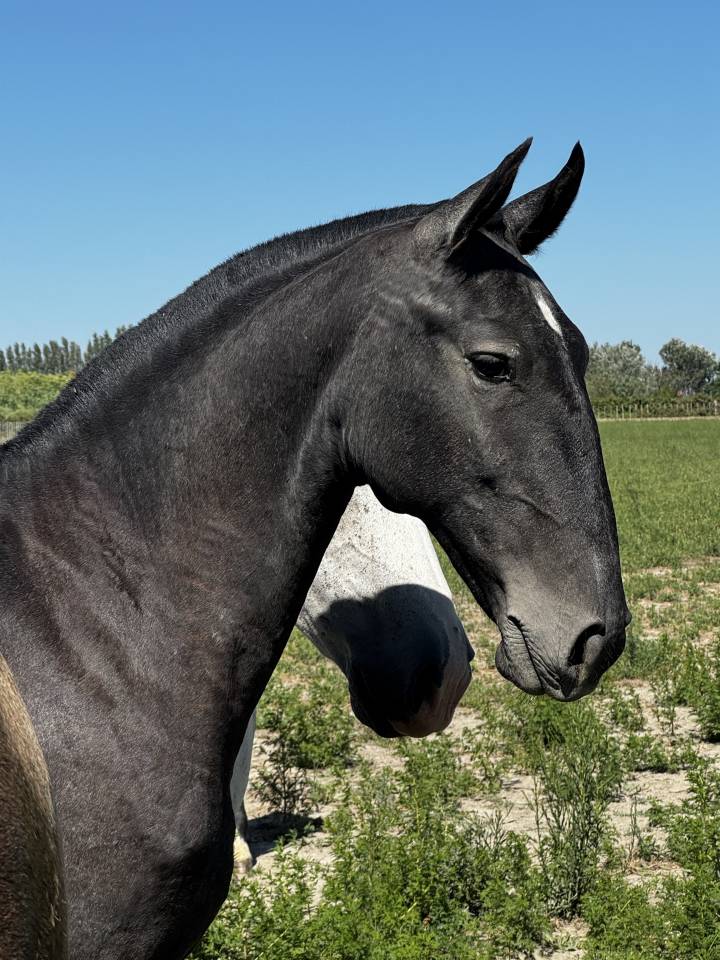 Potranca Lusitano En venta 2025 Tordo por Pel&eacute; MBR