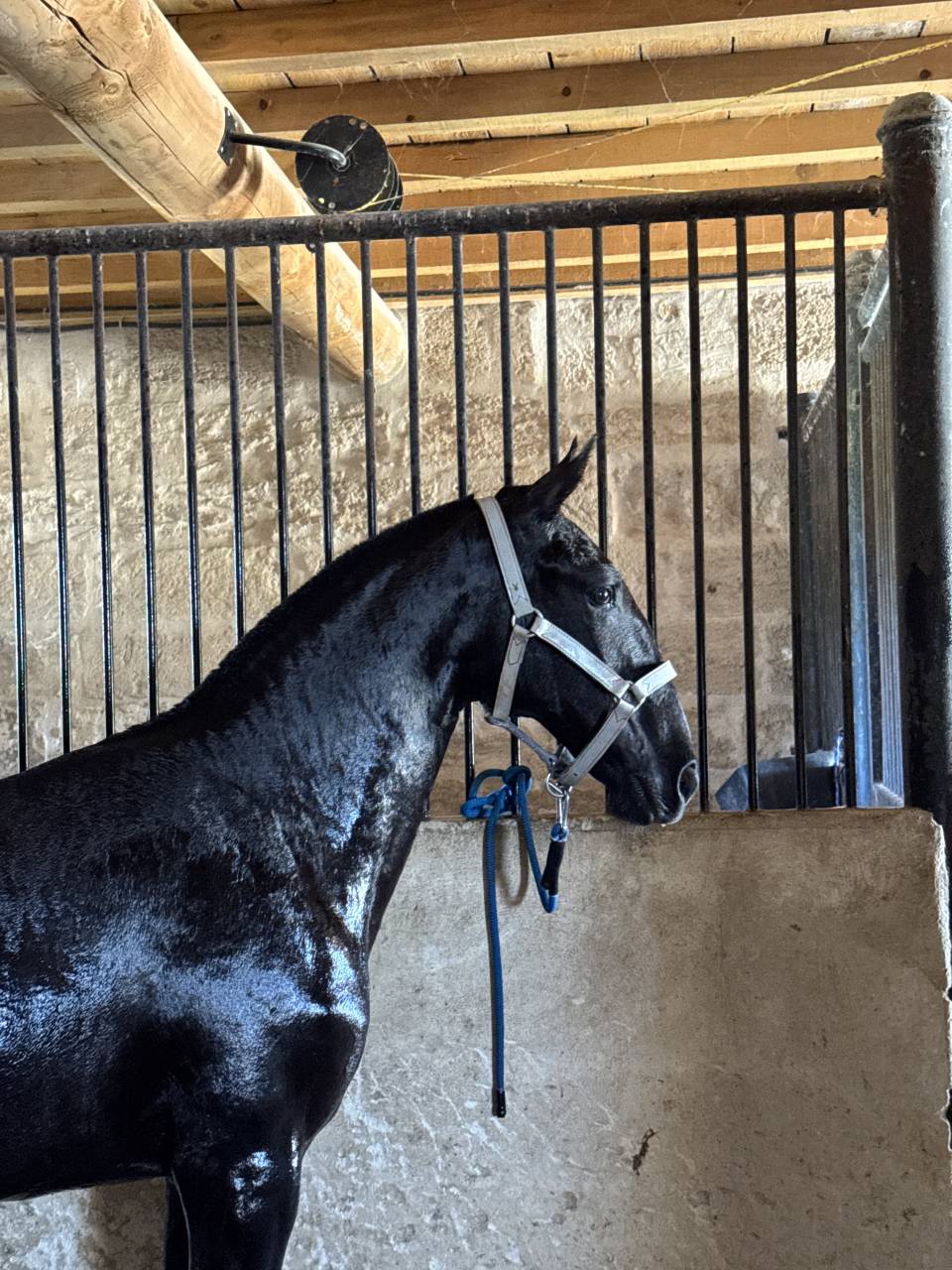 Potranca Lusitano En venta 2025 Tordo por Pel&eacute; MBR