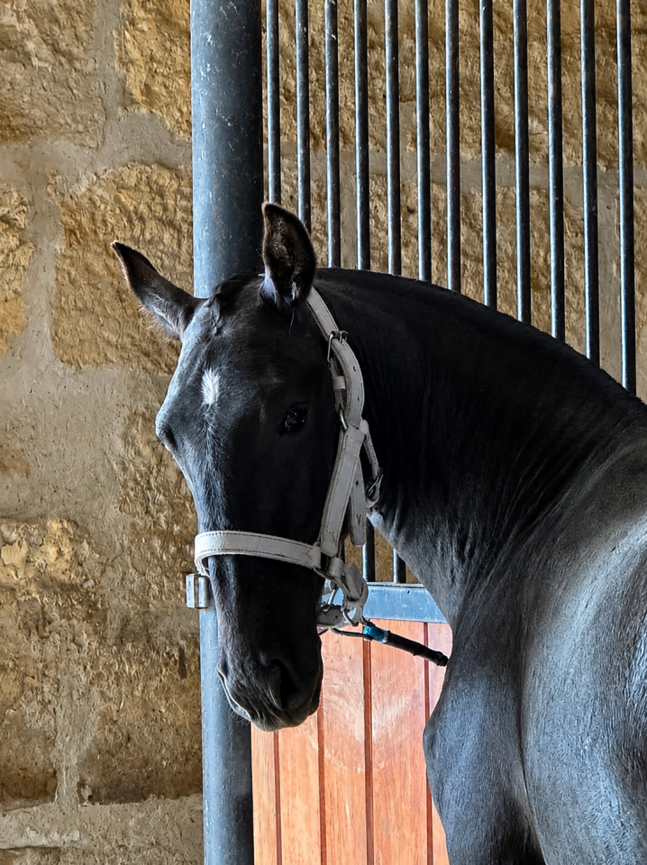 Potranca Lusitano En venta 2025 Tordo por Pel&eacute; MBR