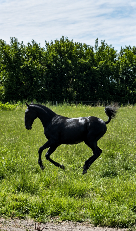 Potranca Lusitano En venta 2025 Tordo por Pel&eacute; MBR
