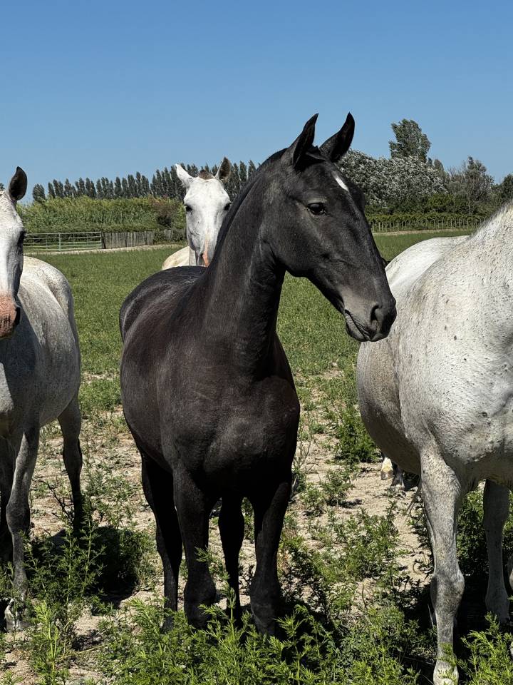 Potranca Lusitano En venta 2025 Tordo por Pel&eacute; MBR