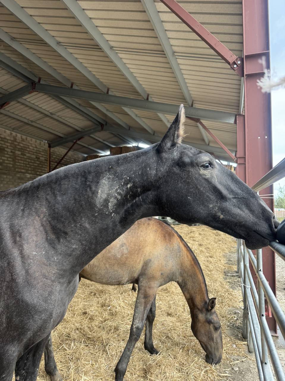 Potranca Lusitano En venta 2025 Tordo por Pel&eacute; MBR