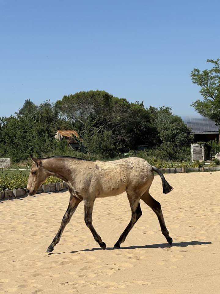 Potranca Lusitano En venta 2026 Isabelo por Panerai da Sta Fe