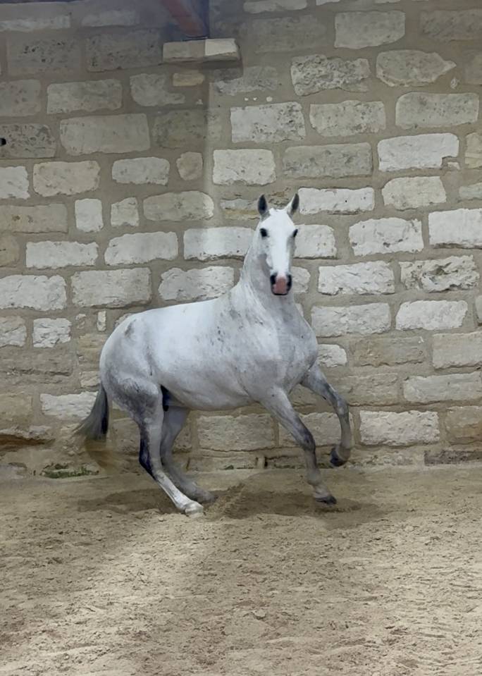 Yegua de ganader&iacute;a Lusitano En venta 2013 Tordo por Riopele SSC