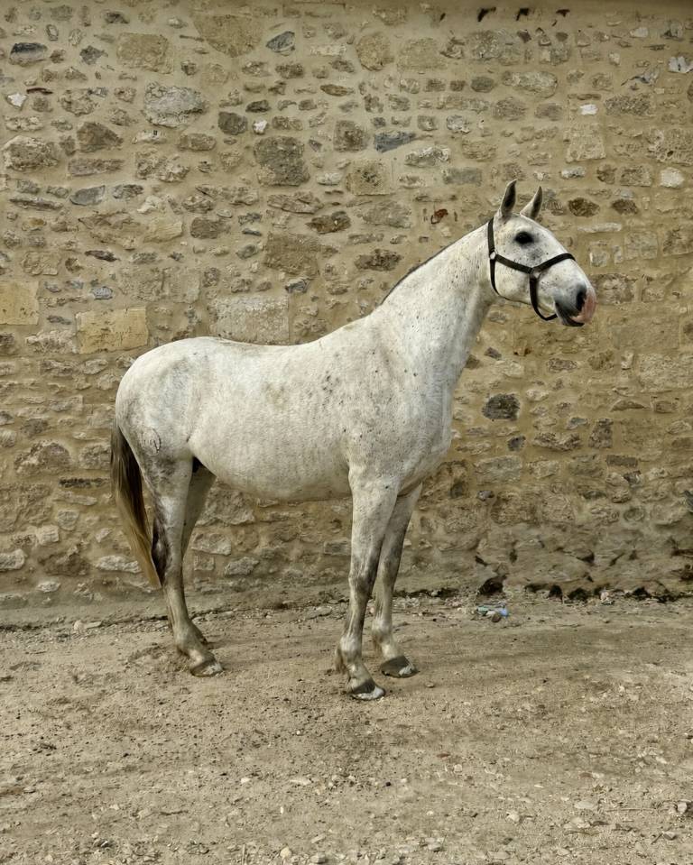 Yegua de ganader&iacute;a Lusitano En venta 2013 Tordo por Riopele SSC