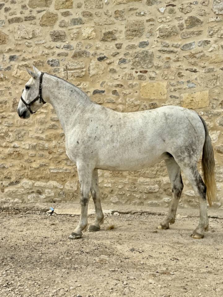 Yegua de ganader&iacute;a Lusitano En venta 2013 Tordo por Riopele SSC