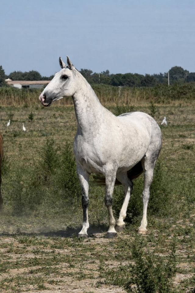 Yegua de ganader&iacute;a Lusitano En venta 2013 Tordo por Riopele SSC
