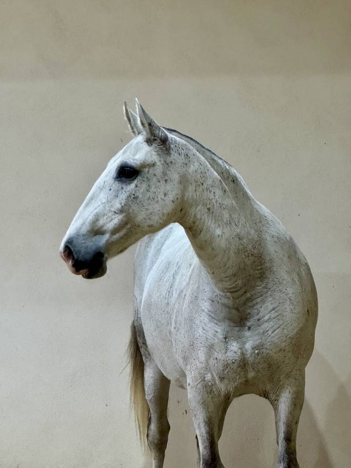 Yegua de ganader&iacute;a Lusitano En venta 2013 Tordo por Riopele SSC