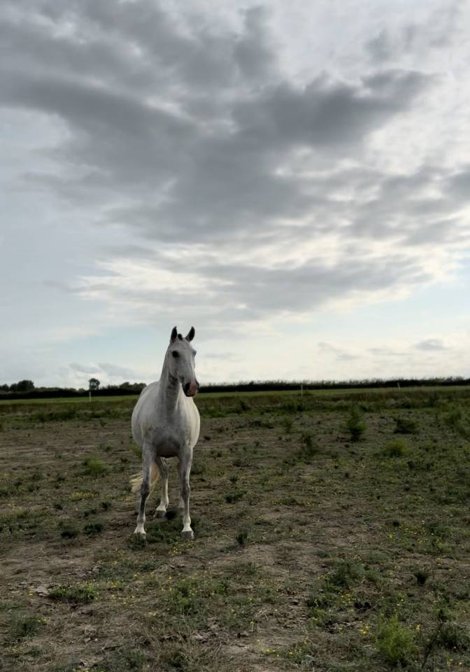 Yegua de ganader&iacute;a Lusitano En venta 2013 Tordo por Riopele SSC