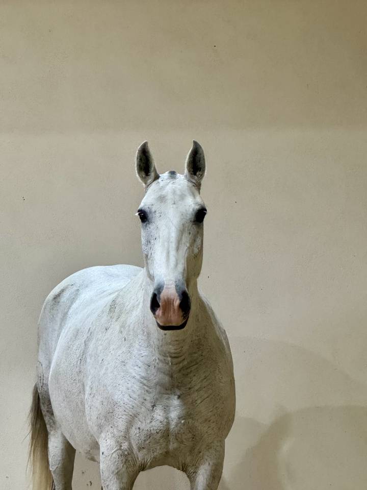 Yegua de ganader&iacute;a Lusitano En venta 2013 Tordo por Riopele SSC