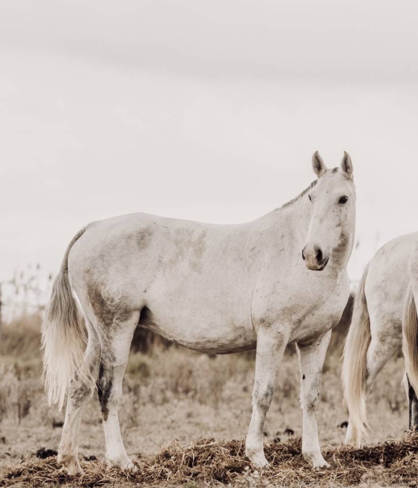 Yegua de ganader&iacute;a Lusitano En venta 2013 Tordo por Riopele SSC