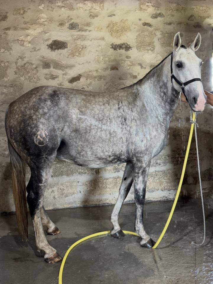 Yegua de ganader&iacute;a Lusitano En venta 2013 Tordo por Riopele SSC
