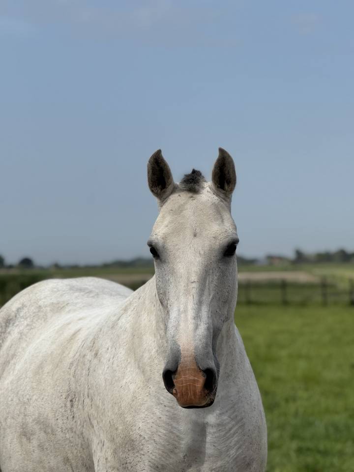 Yegua de ganader&iacute;a Lusitano En venta 2013 Tordo por Riopele SSC
