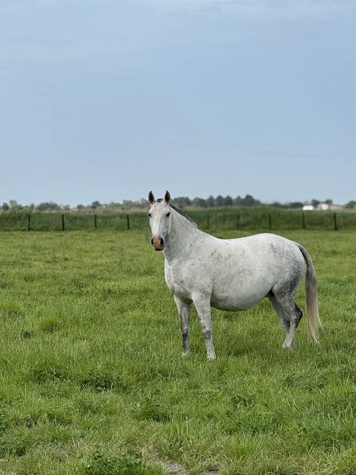 Yegua de ganader&iacute;a Lusitano En venta 2013 Tordo por Riopele SSC