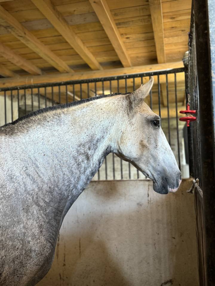 Yegua de ganader&iacute;a Lusitano En venta 2013 Tordo por Riopele SSC
