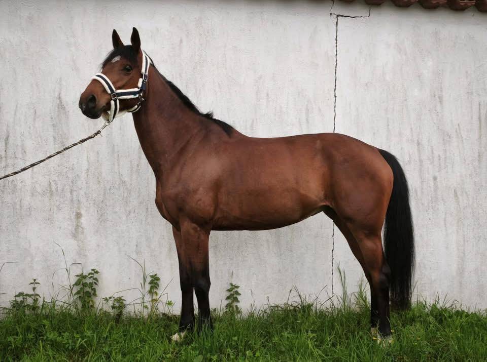 Yegua Silla Franc&eacute;s En venta 2021 Bayo por Groovy Semilly