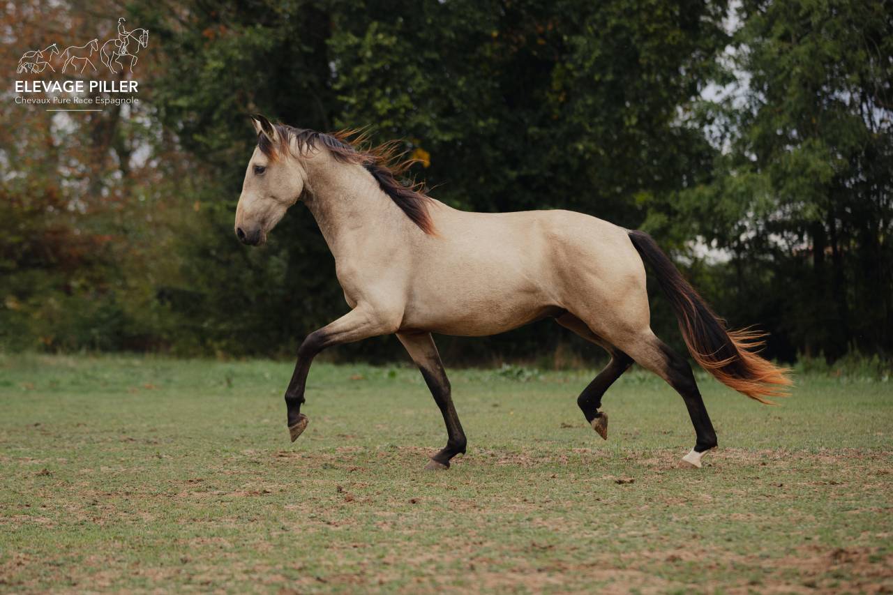 Caballo entero PRE Pura Raza Espa&ntilde;ola En venta 2024 Isabelo