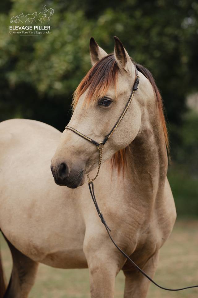 Caballo entero PRE Pura Raza Espa&ntilde;ola En venta 2024 Isabelo