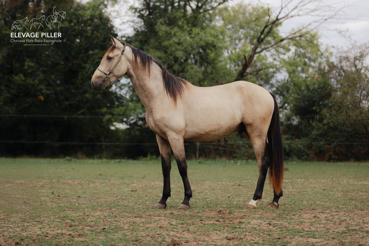 Caballo entero PRE Pura Raza Espa&ntilde;ola En venta 2024 Isabelo