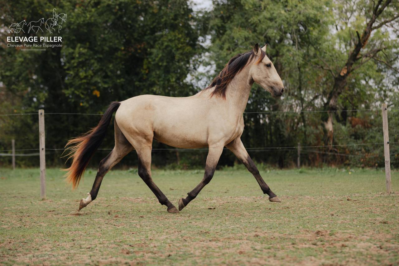 Caballo entero PRE Pura Raza Espa&ntilde;ola En venta 2024 Isabelo