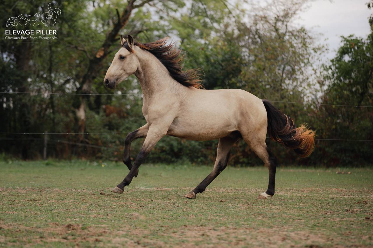 Caballo entero PRE Pura Raza Espa&ntilde;ola En venta 2024 Isabelo