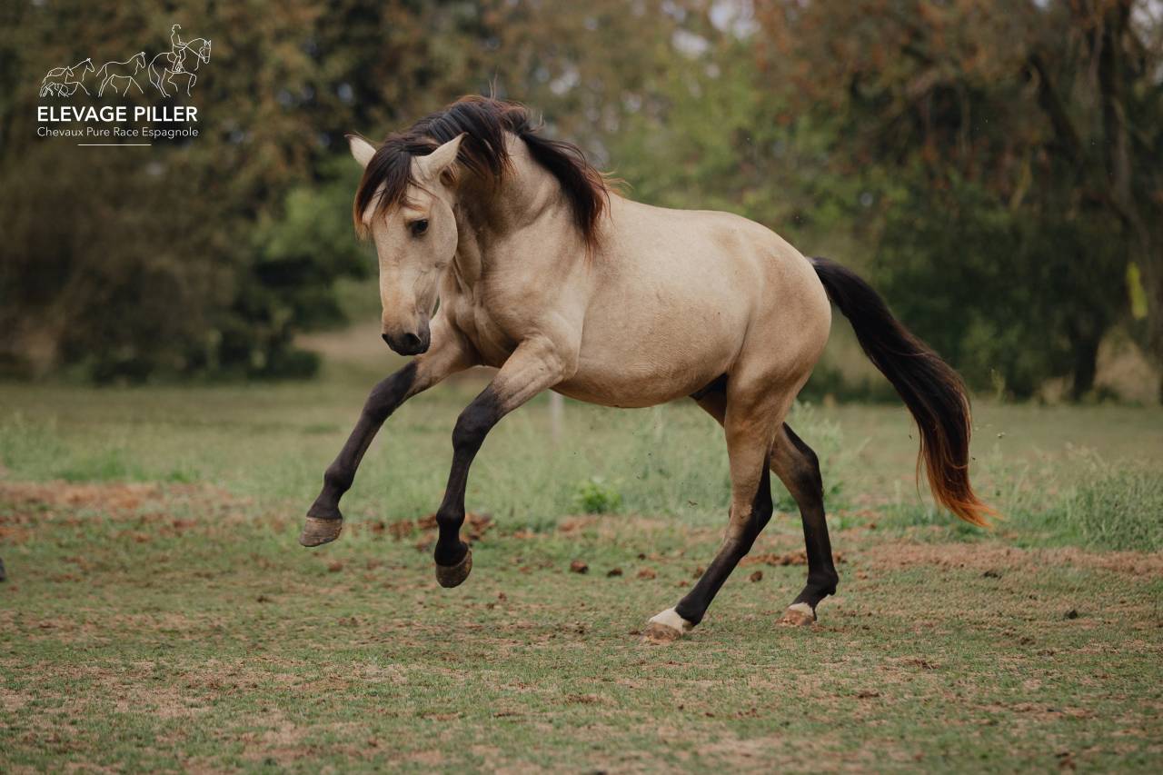 Caballo entero PRE Pura Raza Espa&ntilde;ola En venta 2024 Isabelo