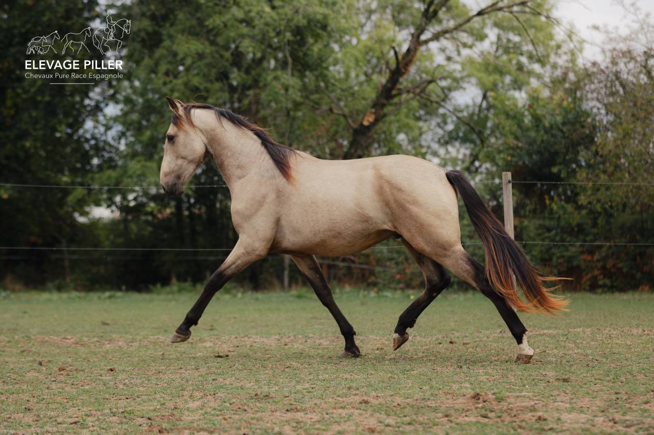 Caballo entero PRE Pura Raza Espa&ntilde;ola En venta 2024 Isabelo