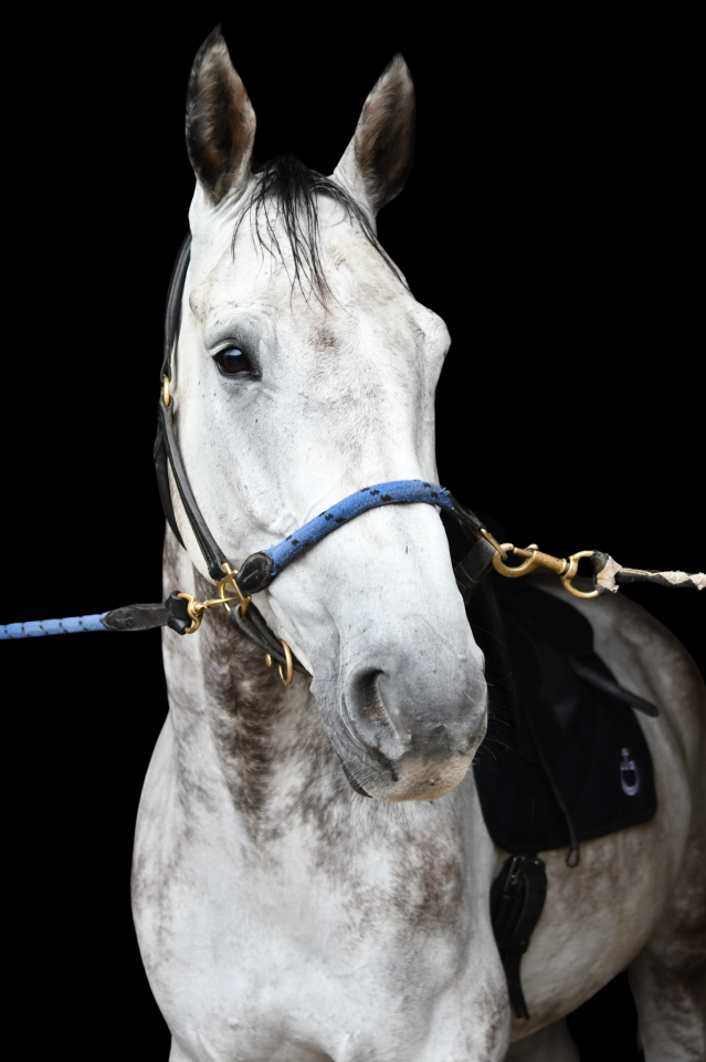 Caballo castrado KWPN Caballo de Deporte Neerland&eacute;s En venta 2015 Tordo por FABRIANO VDL