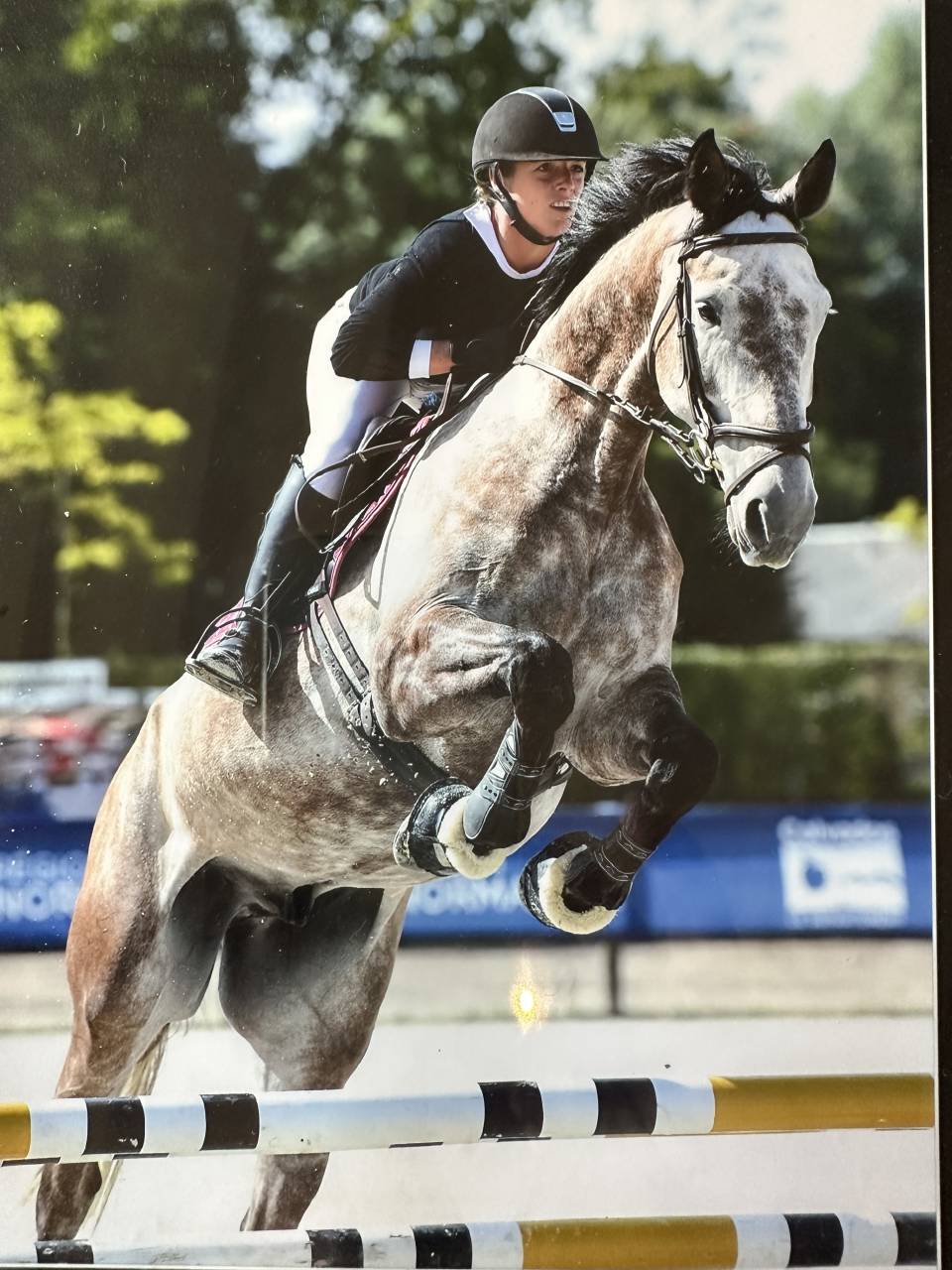 Caballo castrado KWPN Caballo de Deporte Neerland&eacute;s En venta 2015 Tordo por FABRIANO VDL