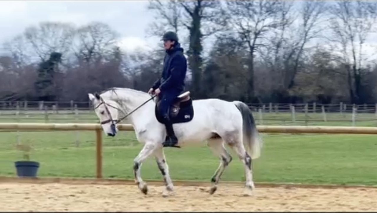 Caballo castrado KWPN Caballo de Deporte Neerland&eacute;s En venta 2015 Tordo por FABRIANO VDL