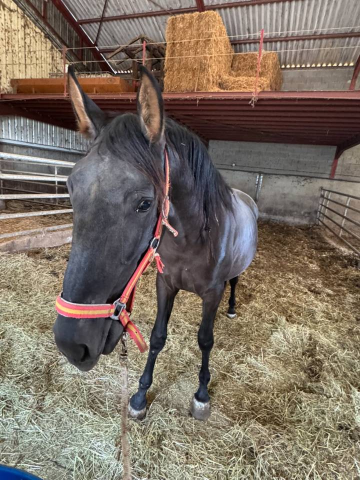 Potro PRE Pura Raza Espa&ntilde;ola En venta 2024 Negro por Bethel