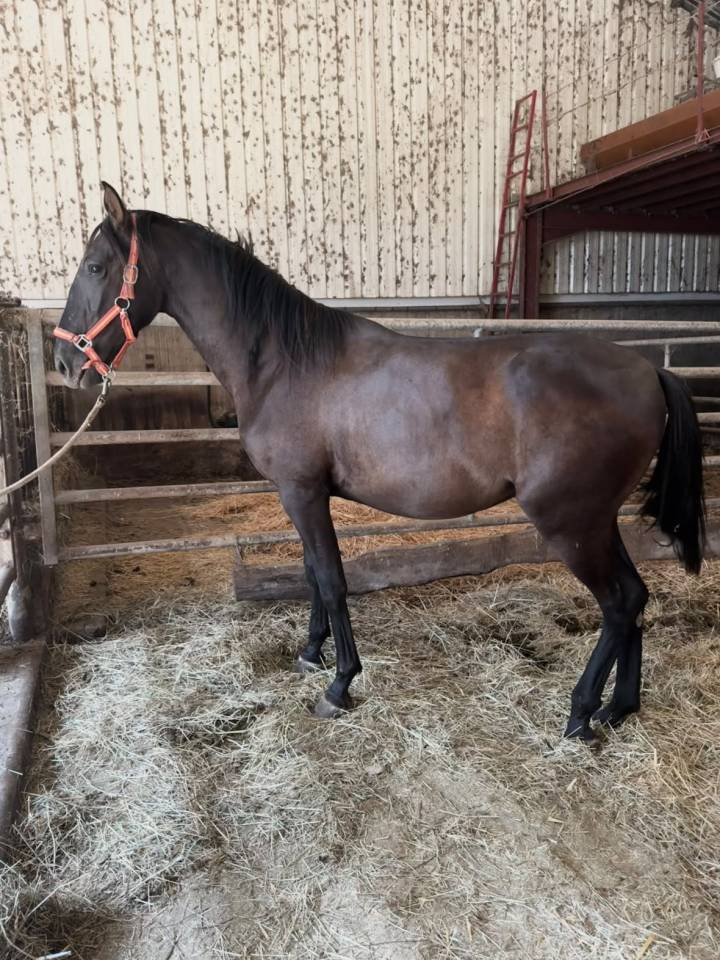 Potro PRE Pura Raza Espa&ntilde;ola En venta 2024 Negro por Bethel