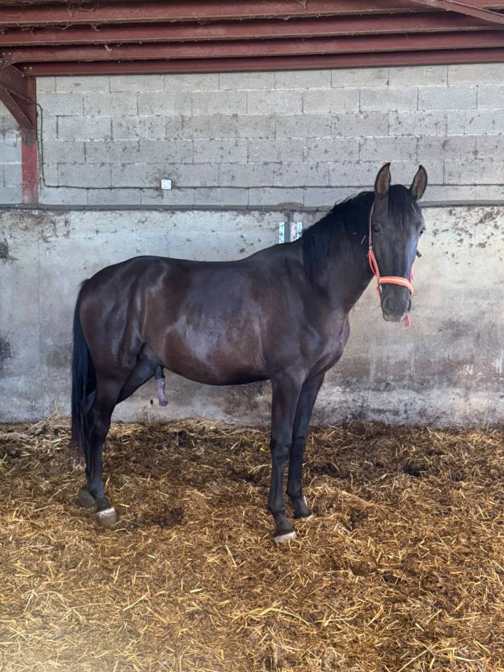 Potro PRE Pura Raza Espa&ntilde;ola En venta 2024 Negro por Bethel