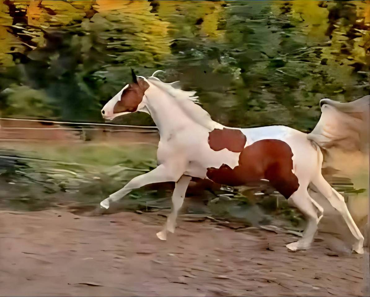 Yegua KWPN pia de salto, 2020, ideal para ni&ntilde;o/ amateur