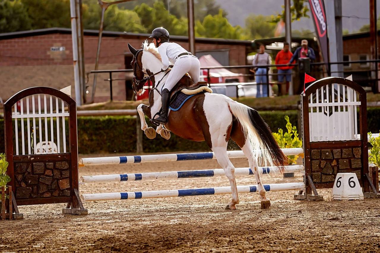 Yegua KWPN pia de salto, 2020, ideal para ni&ntilde;o/ amateur